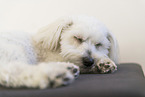 Maltese