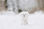 male Maltese