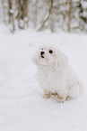 male Maltese
