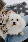 male Maltese