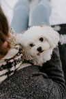 male Maltese