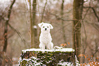 Maltese