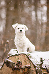 Maltese