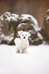 Maltese