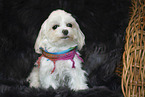 Maltese