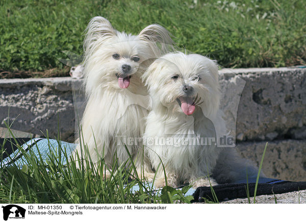 Malteser-Spitz-Mischlinge / Maltese-Spitz-Mongrels / MH-01350