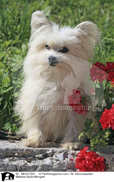 Malteser-Spitz-Mischling / Maltese-Spitz-Mongrel / MH-01354