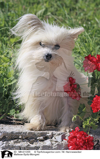 Malteser-Spitz-Mischling / Maltese-Spitz-Mongrel / MH-01355