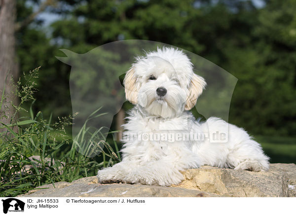 liegender Maltipoo / lying Maltipoo / JH-15533