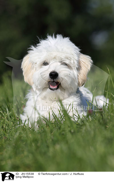 liegender Maltipoo / lying Maltipoo / JH-15538