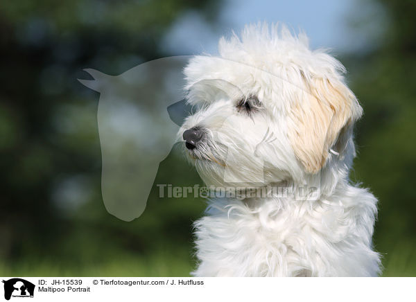 Maltipoo Portrait / Maltipoo Portrait / JH-15539