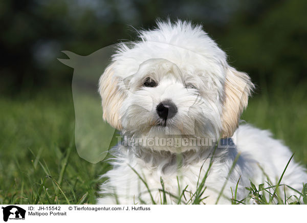 Maltipoo Portrait / Maltipoo Portrait / JH-15542