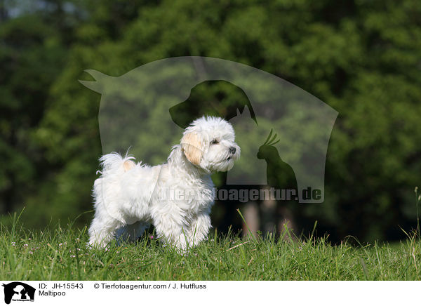 Maltipoo / Maltipoo / JH-15543
