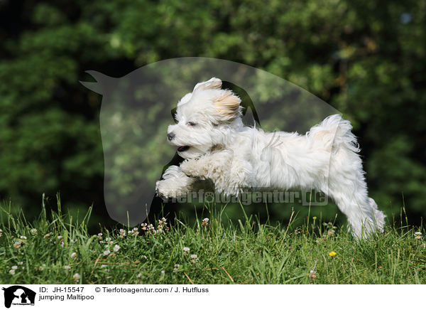 springender Maltipoo / jumping Maltipoo / JH-15547