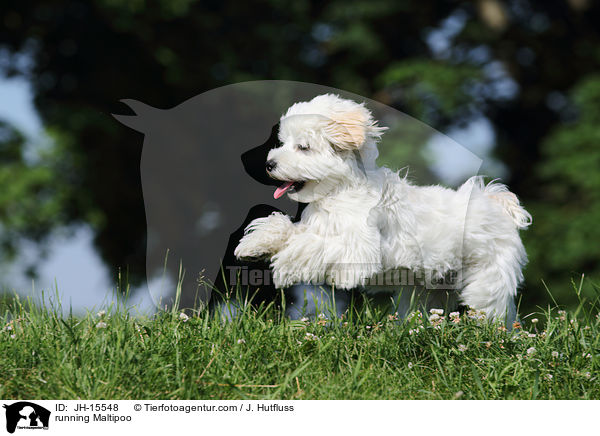 rennender Maltipoo / running Maltipoo / JH-15548