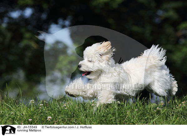 rennender Maltipoo / running Maltipoo / JH-15549