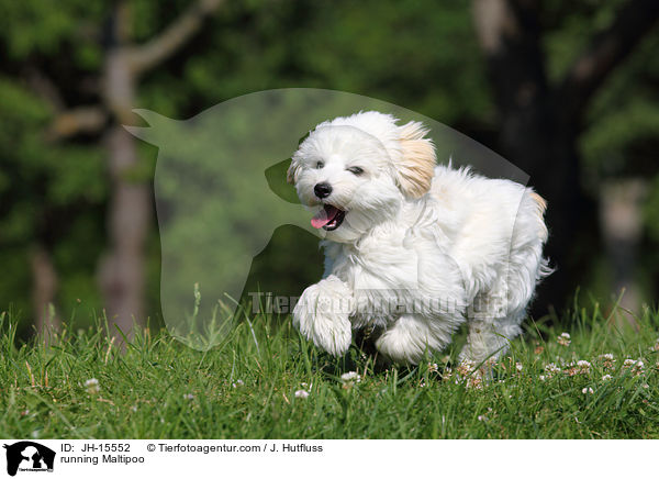 rennender Maltipoo / running Maltipoo / JH-15552