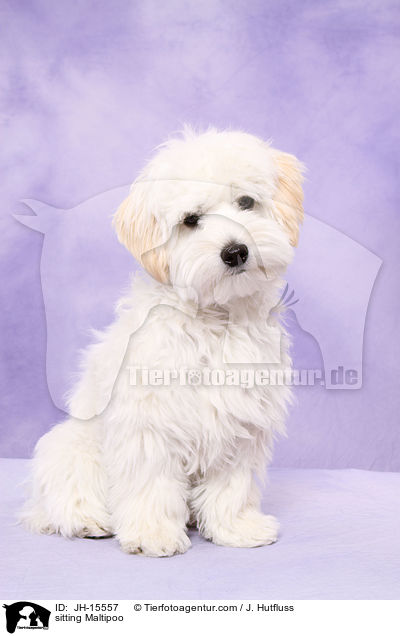 sitzender Maltipoo / sitting Maltipoo / JH-15557