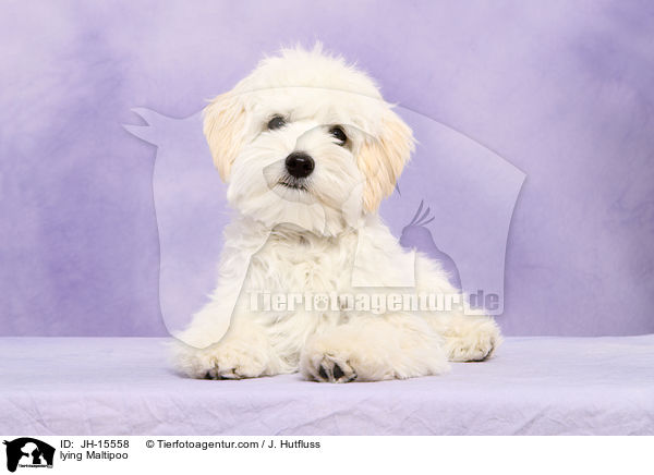 liegender Maltipoo / lying Maltipoo / JH-15558