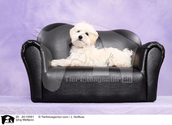 lying Maltipoo / JH-15561