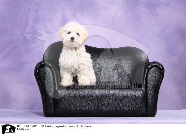 Maltipoo / JH-15562