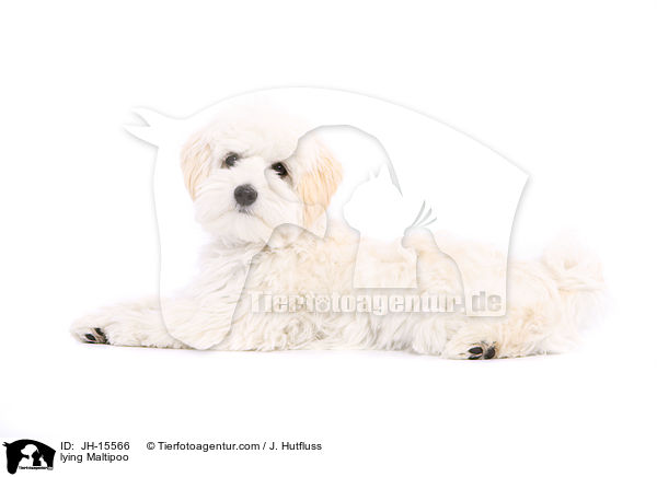 liegender Maltipoo / lying Maltipoo / JH-15566