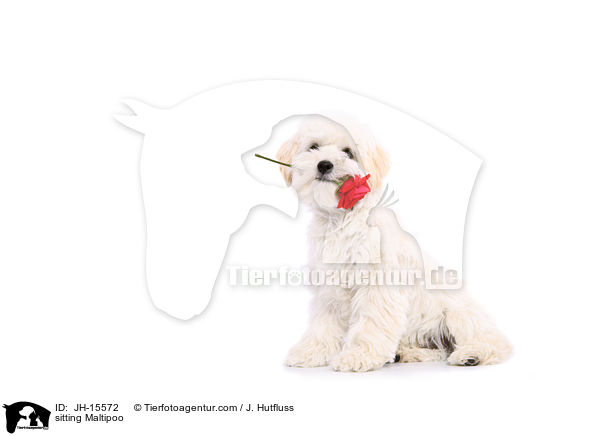 sitting Maltipoo / JH-15572