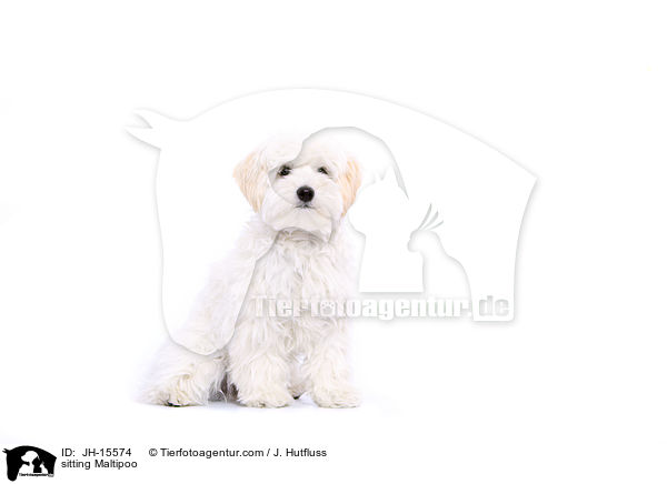 sitzender Maltipoo / sitting Maltipoo / JH-15574