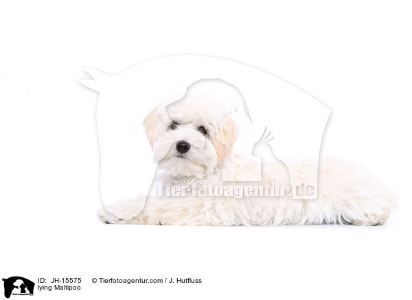 liegender Maltipoo / lying Maltipoo / JH-15575