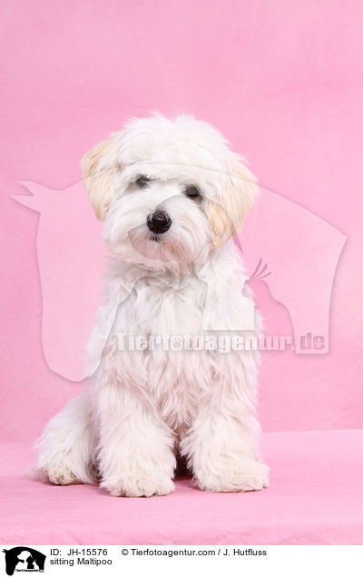 sitting Maltipoo / JH-15576