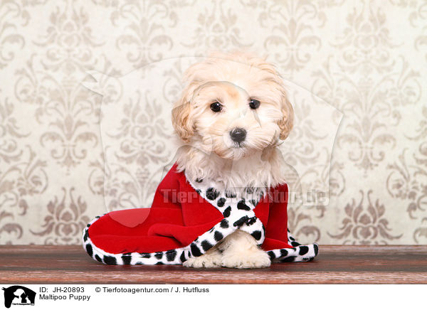 Maltipoo Welpe / Maltipoo Puppy / JH-20893