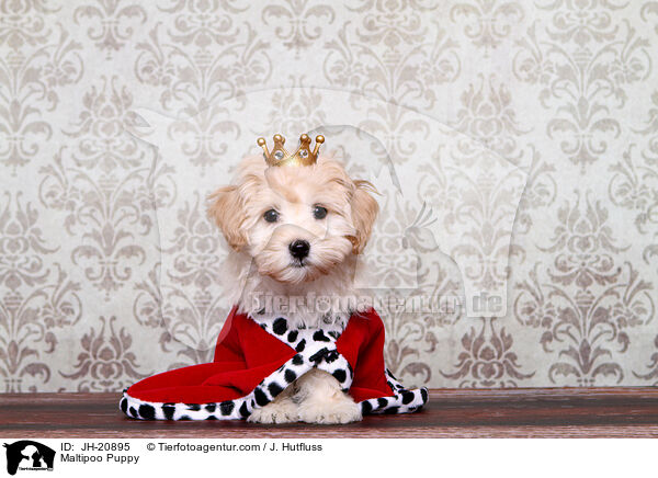 Maltipoo Welpe / Maltipoo Puppy / JH-20895