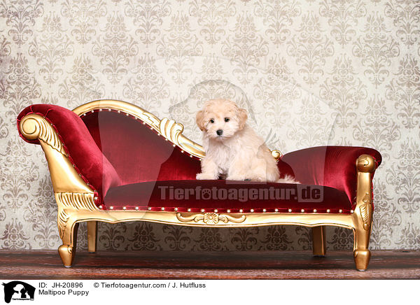 Maltipoo Welpe / Maltipoo Puppy / JH-20896