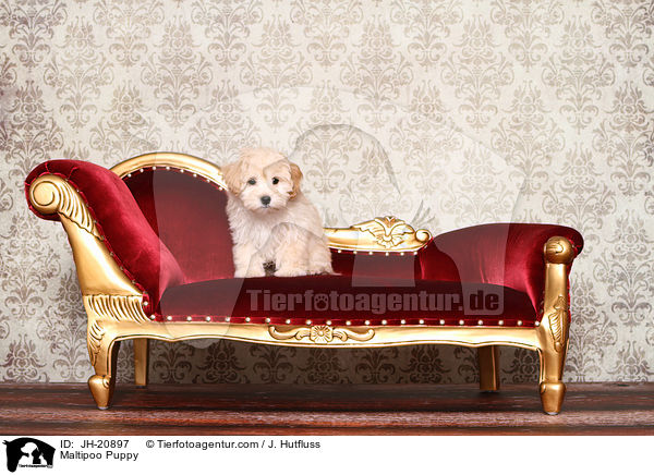 Maltipoo Welpe / Maltipoo Puppy / JH-20897