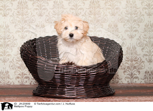 Maltipoo Welpe / Maltipoo Puppy / JH-20899