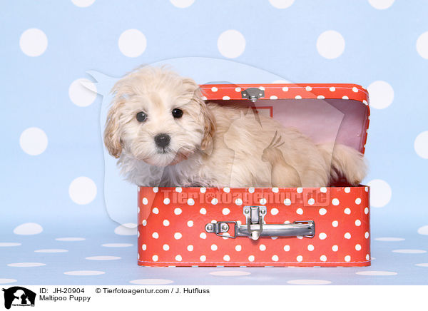 Maltipoo Welpe / Maltipoo Puppy / JH-20904