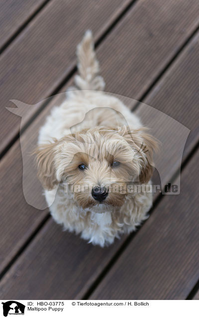 Maltipoo Welpe / Maltipoo Puppy / HBO-03775
