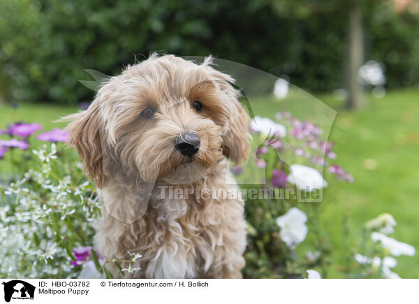 Maltipoo Puppy / HBO-03782