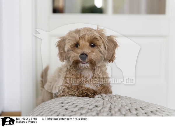 Maltipoo Welpe / Maltipoo Puppy / HBO-03785