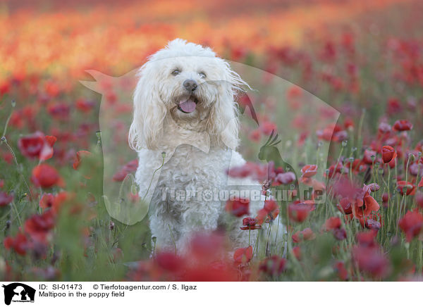 Maltipoo im Mohnfeld / Maltipoo in the poppy field / SI-01473