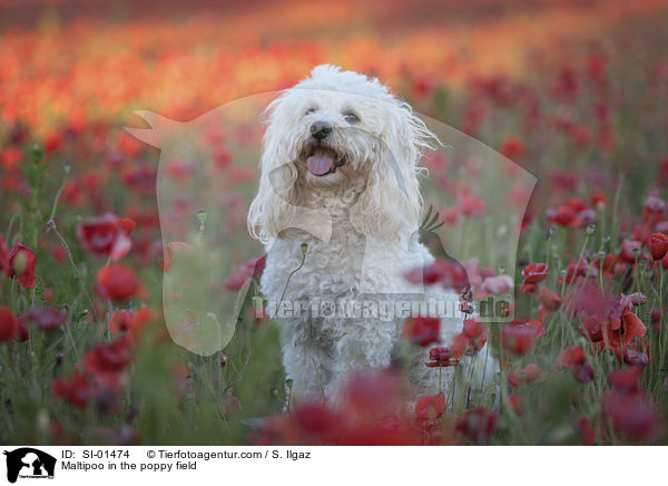 Maltipoo in the poppy field / SI-01474