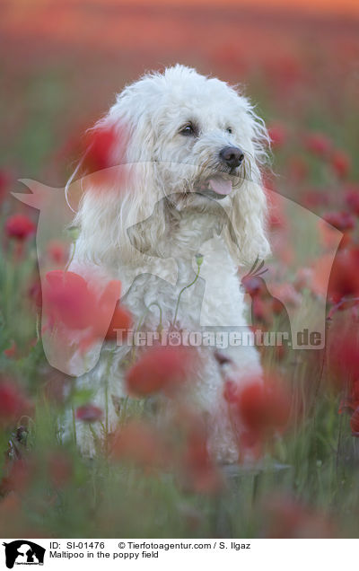 Maltipoo in the poppy field / SI-01476