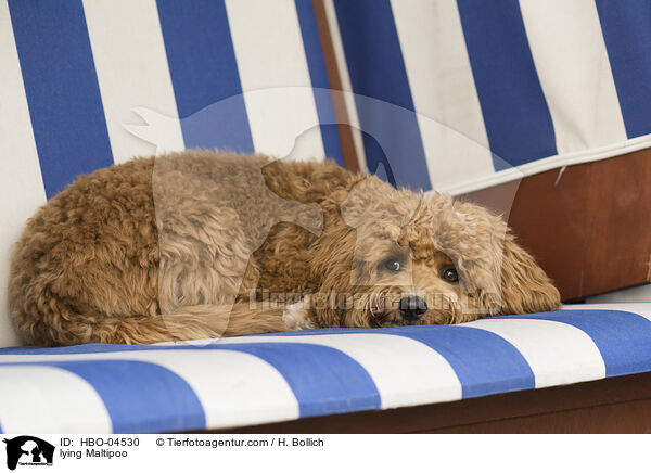 lying Maltipoo / HBO-04530