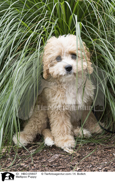Maltipoo Puppy / HBO-05607
