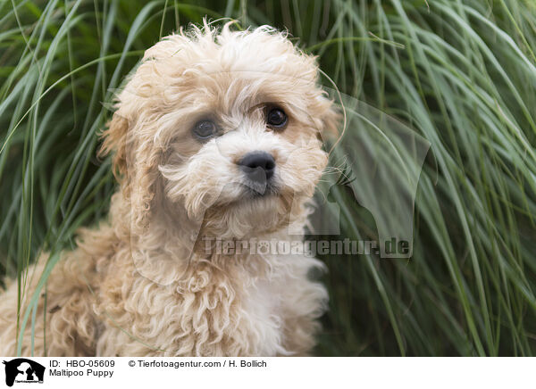 Maltipoo Puppy / HBO-05609