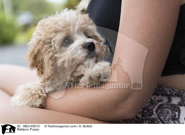 Maltipoo Puppy / HBO-05610
