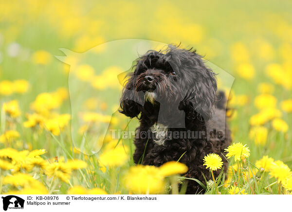 Maltipoo im Sommer / Maltipoo in summer / KB-08976