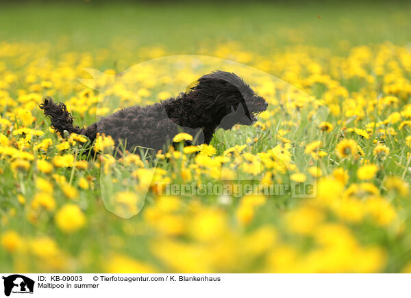 Maltipoo im Sommer / Maltipoo in summer / KB-09003