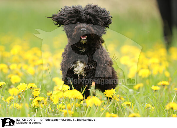 Maltipoo im Sommer / Maltipoo in summer / KB-09013
