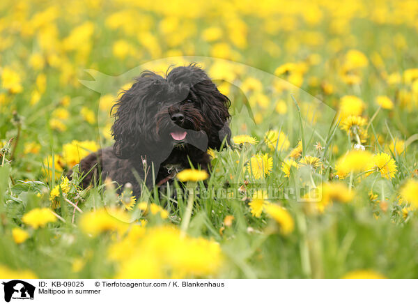 Maltipoo im Sommer / Maltipoo in summer / KB-09025